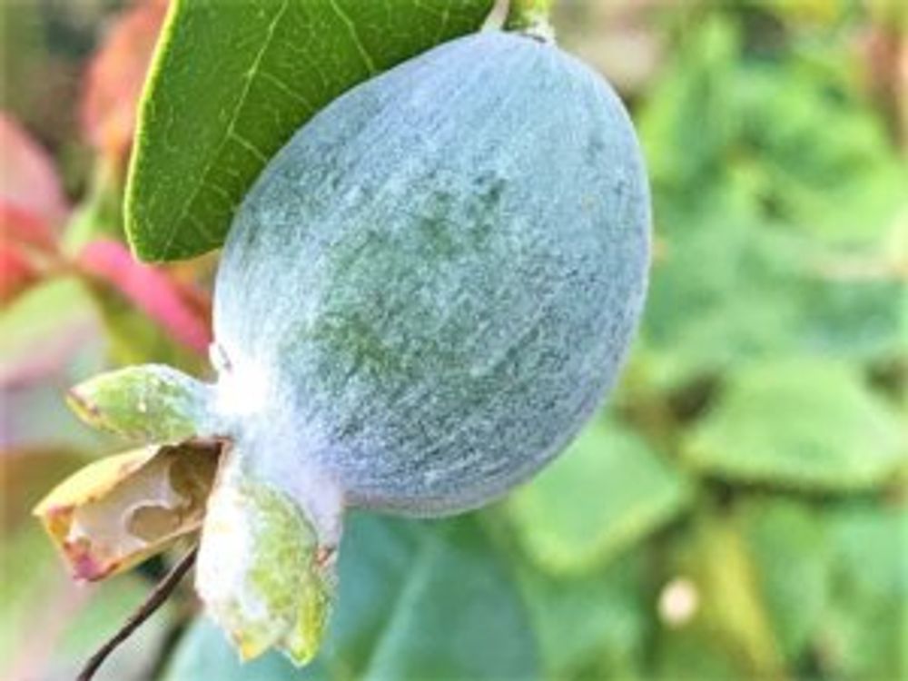 フェイジョア　実 1つ