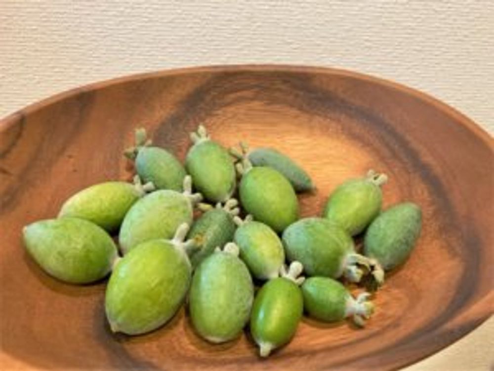 フェイジョア　皿　実