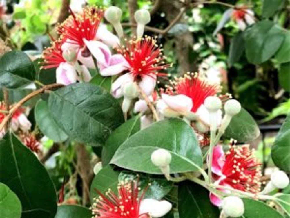 フェイジョア　花　ピンク色