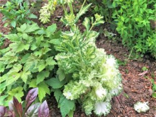 伸びすぎた葉牡丹 ハボタン は切り戻しできる 伸びすぎないように育てるには Greensnap グリーンスナップ