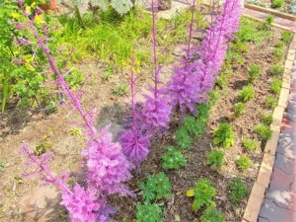 葉牡丹　紫　徒長