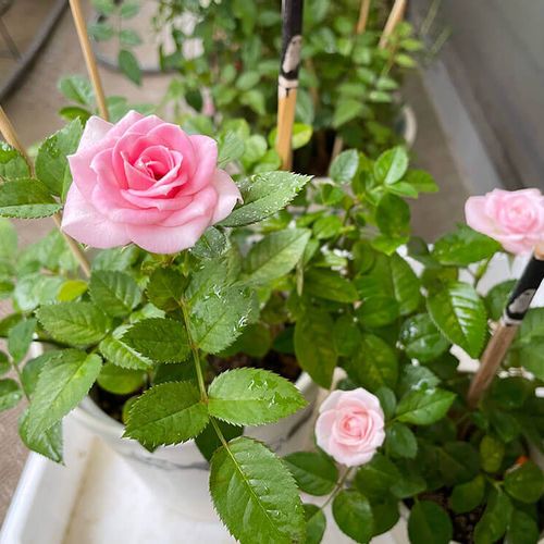 鉢植えのバラを育ててみよう 植え付けの時期や手入れの方法は Greensnap グリーンスナップ