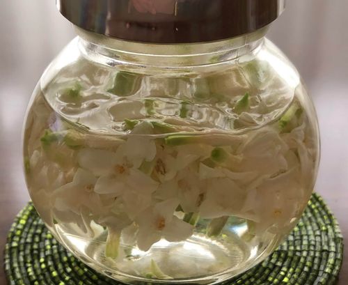 沈丁花の香りはどんな匂い 香水やアロマオイルにも使われている Greensnap グリーンスナップ 沈丁花の香りはどんな匂い 香水やアロマオイルにも使われている Greensnap グリーンスナップ