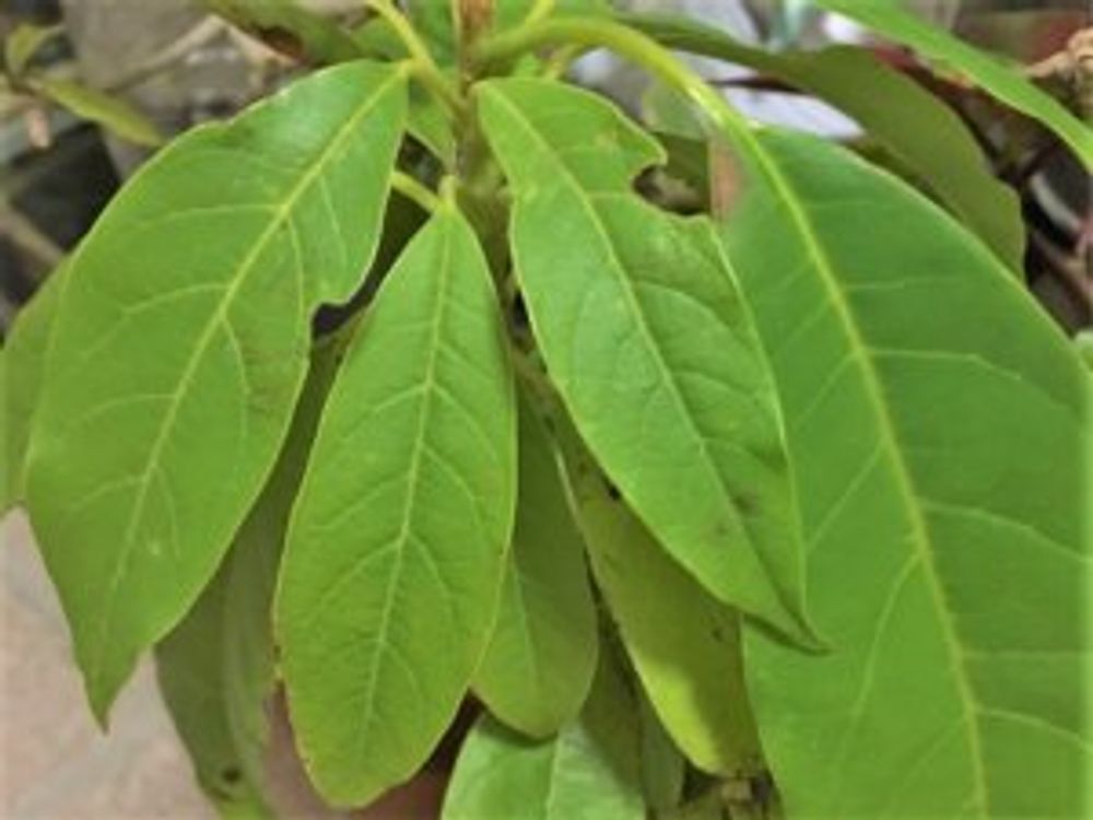 アボカド　鉢植え　拡大