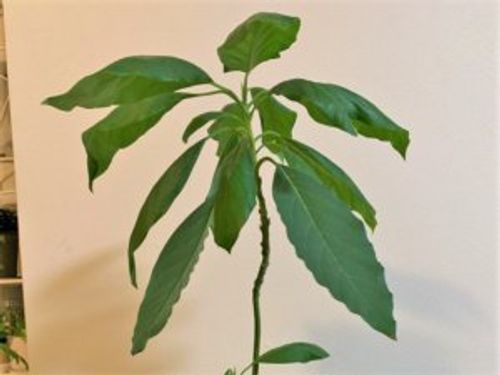 アボカドの剪定 時期や方法 摘心のコツや剪定後の手入れは Greensnap グリーンスナップ