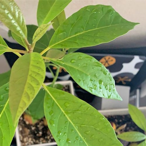 アボカドの剪定の時期や方法 剪定後の手入れは Greensnap グリーンスナップ
