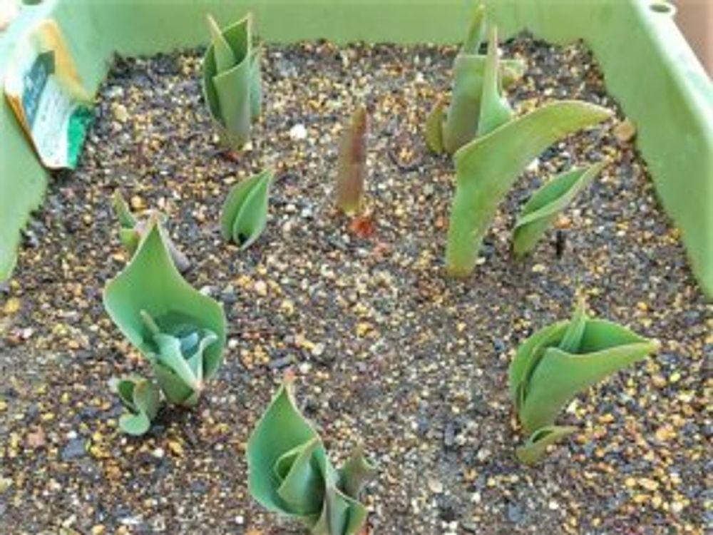 チューリップ　葉