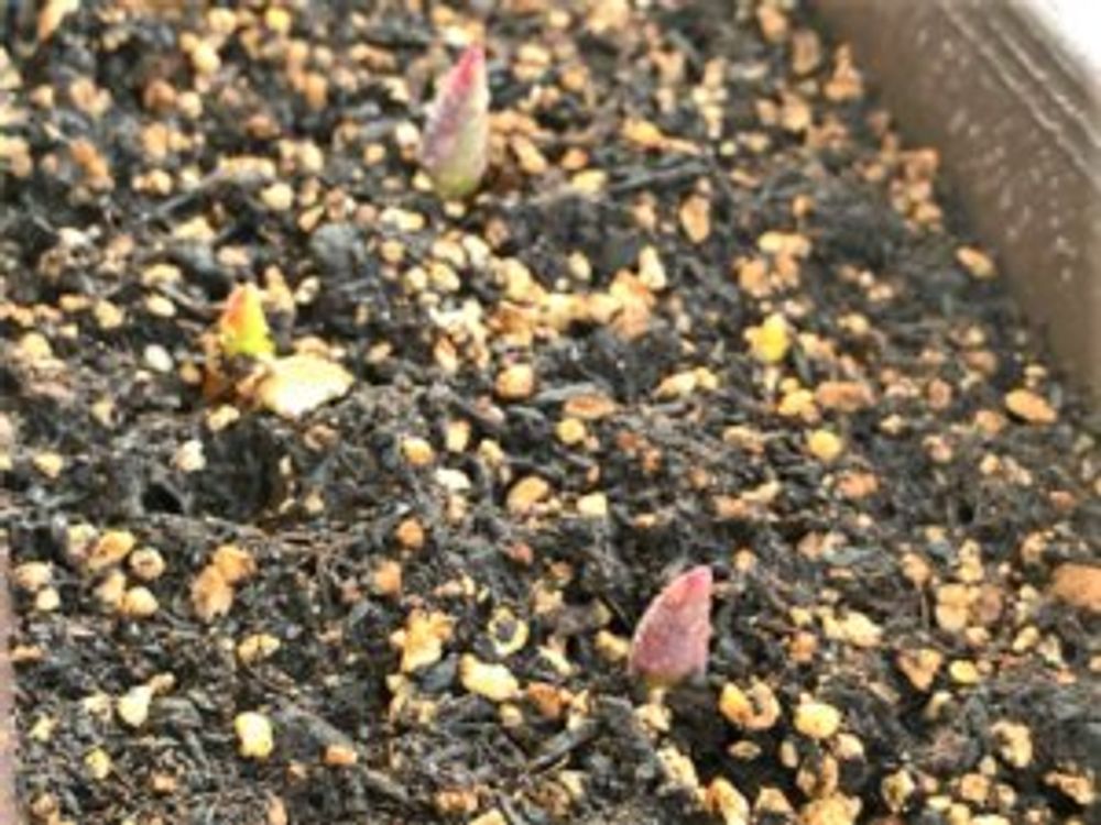 チューリップ　芽