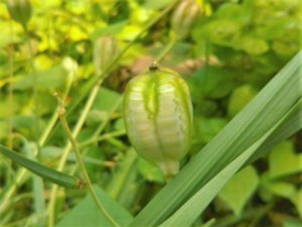 チューリップ　子房