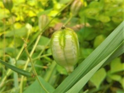 チューリップは種から育てることはできる 採取方法や種まきの時期は Greensnap グリーンスナップ