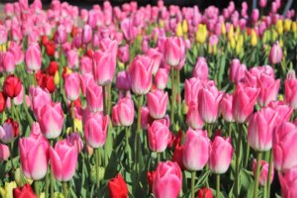 チューリップ　ピンク