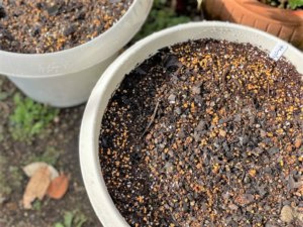 チューリップ　鉢2