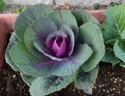 葉牡丹 ハボタン の夏越しの時期や方法 植え替えはしたほうがいいの Greensnap グリーンスナップ