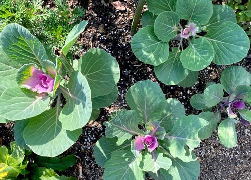 葉牡丹 ハボタン の夏越しの時期や方法 植え替えはしたほうがいいの Greensnap グリーンスナップ