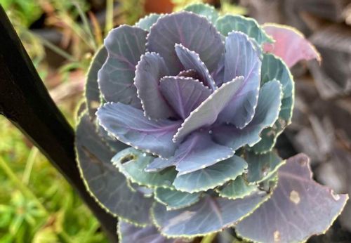 葉牡丹 ハボタン の夏越しの時期や方法 植え替えはしたほうがいいの Greensnap グリーンスナップ