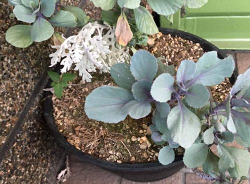 葉牡丹 ハボタン の夏越しの時期や方法 植え替えはしたほうがいいの Greensnap グリーンスナップ