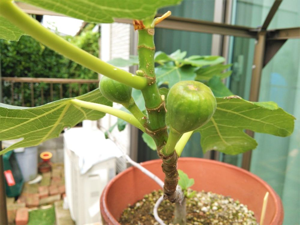 いちじく　鉢植え