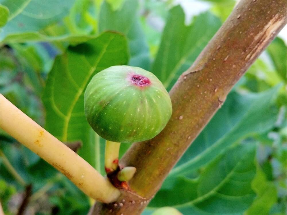 イチジクの育て方 苗木の植え方は 鉢植え栽培できる 実がならない原因は Greensnap グリーンスナップ