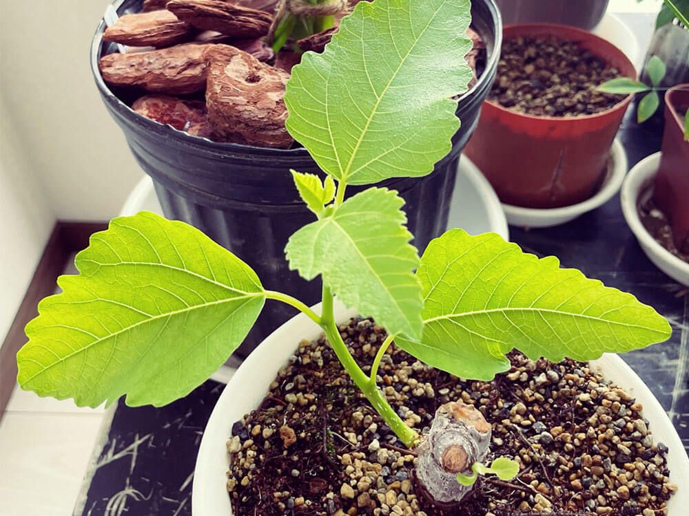 イチジク　挿し木