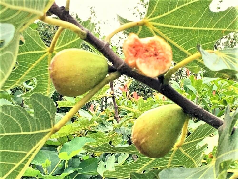 イチジク　沢山