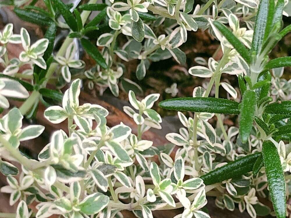 シルバータイム