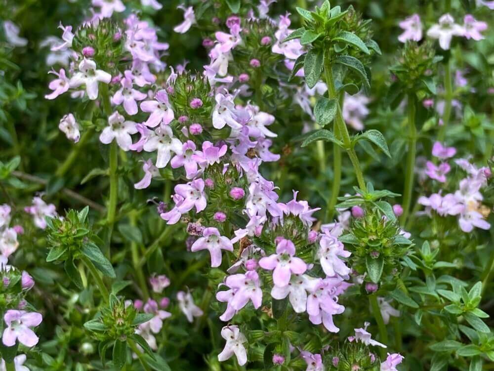 キャラウェイタイム