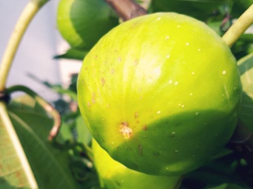 イチジクの種類 人気品種8選 育てやすいのは 特徴や味は Greensnap グリーンスナップ