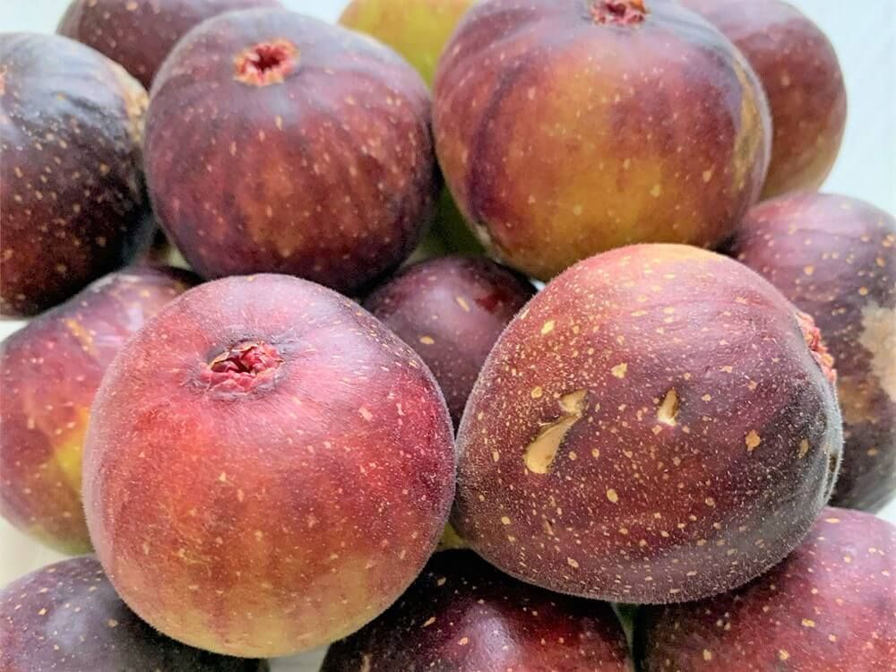 イチジク　とよみつひめ