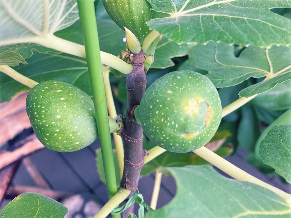 イチジク　バナーネ