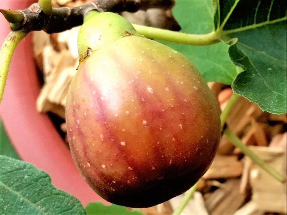 イチジク　ホワイトゼノア