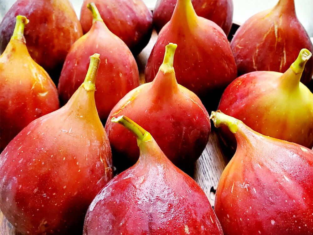 イチジク　桝井ドーフィン　沢山