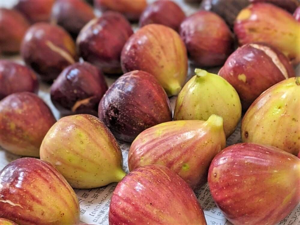 イチジク　沢山