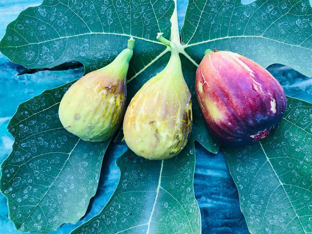 イチジク　桝井ドーフィン ３個