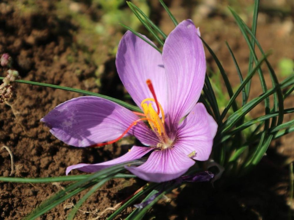 サフラン　紫色の花　地植え