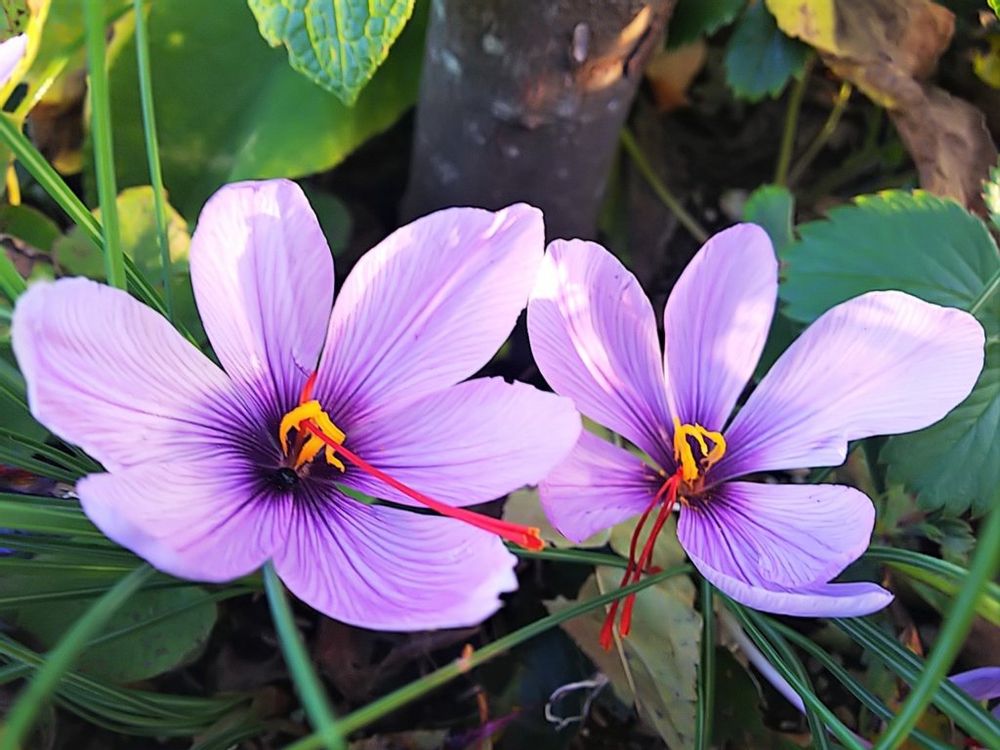 サフラン　紫色の花　地植え