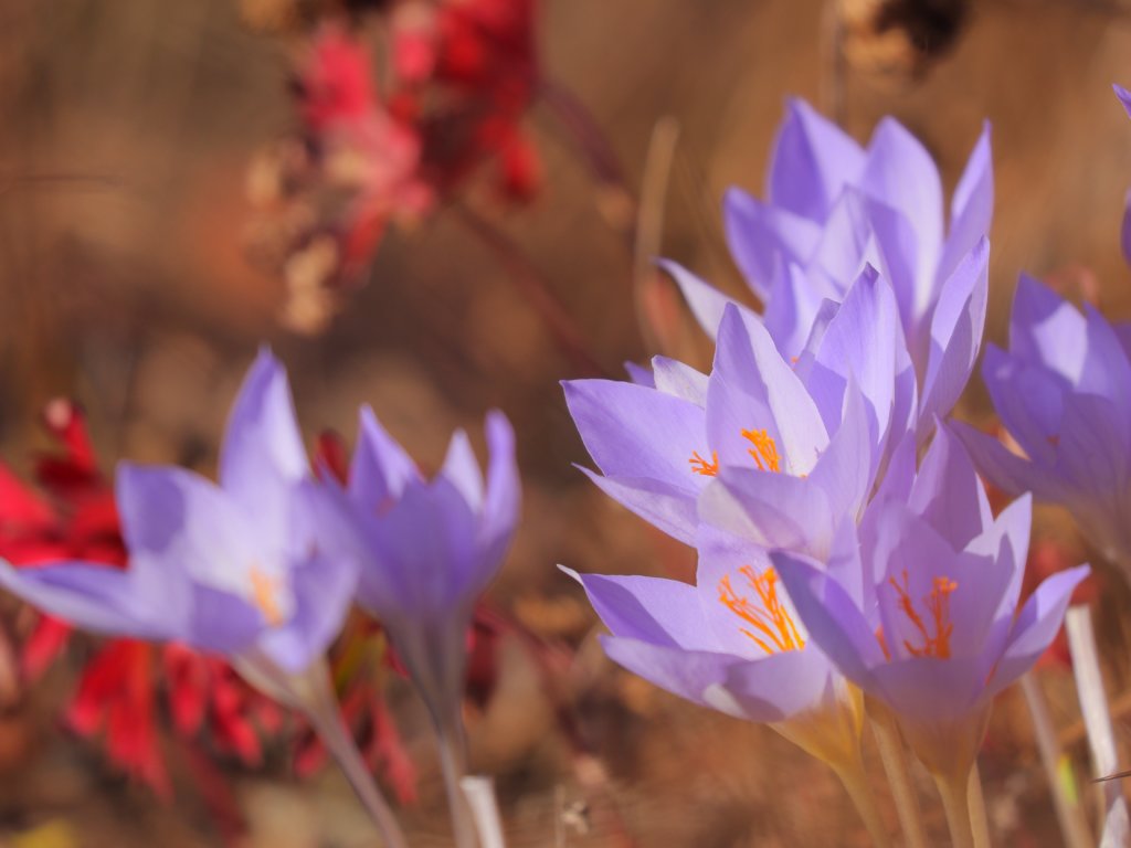サフラン　紫色の花