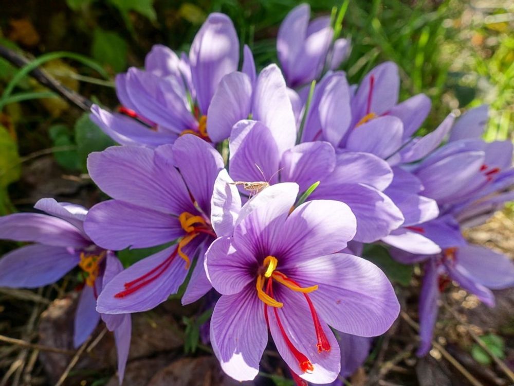 サフラン　紫色の花
