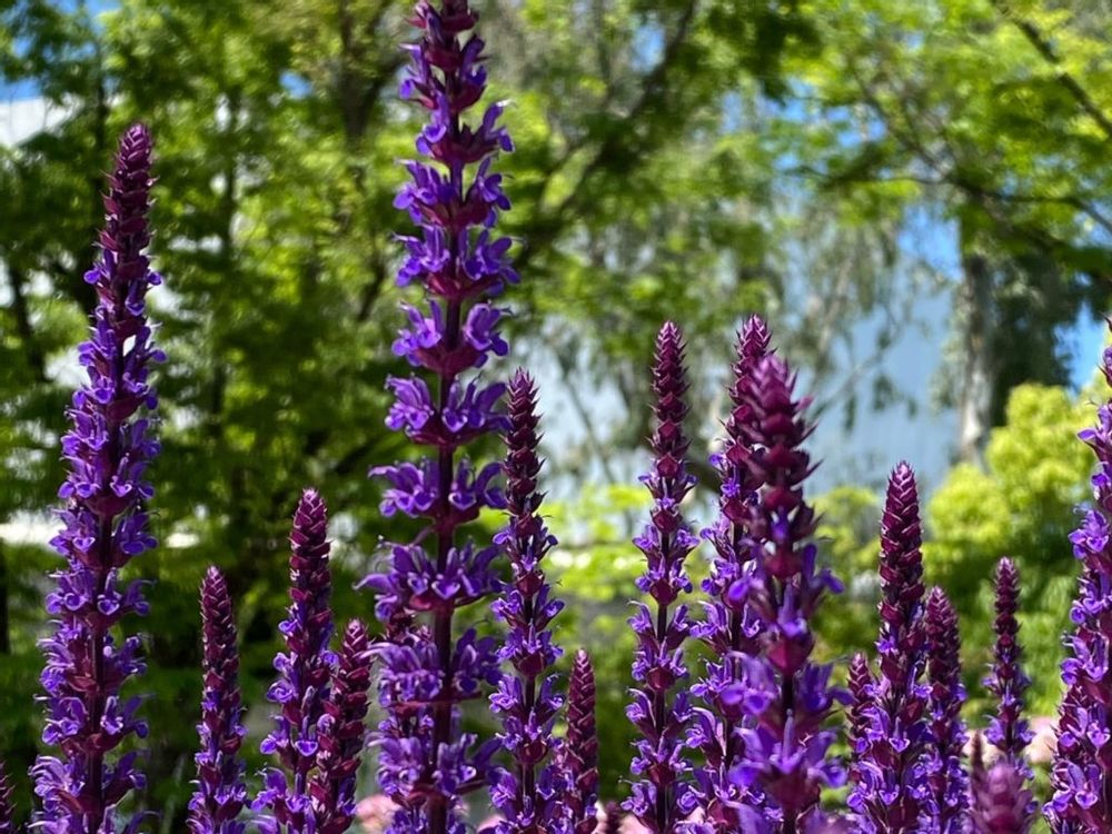 サルビア・ネモローサ　紫色の花　青空