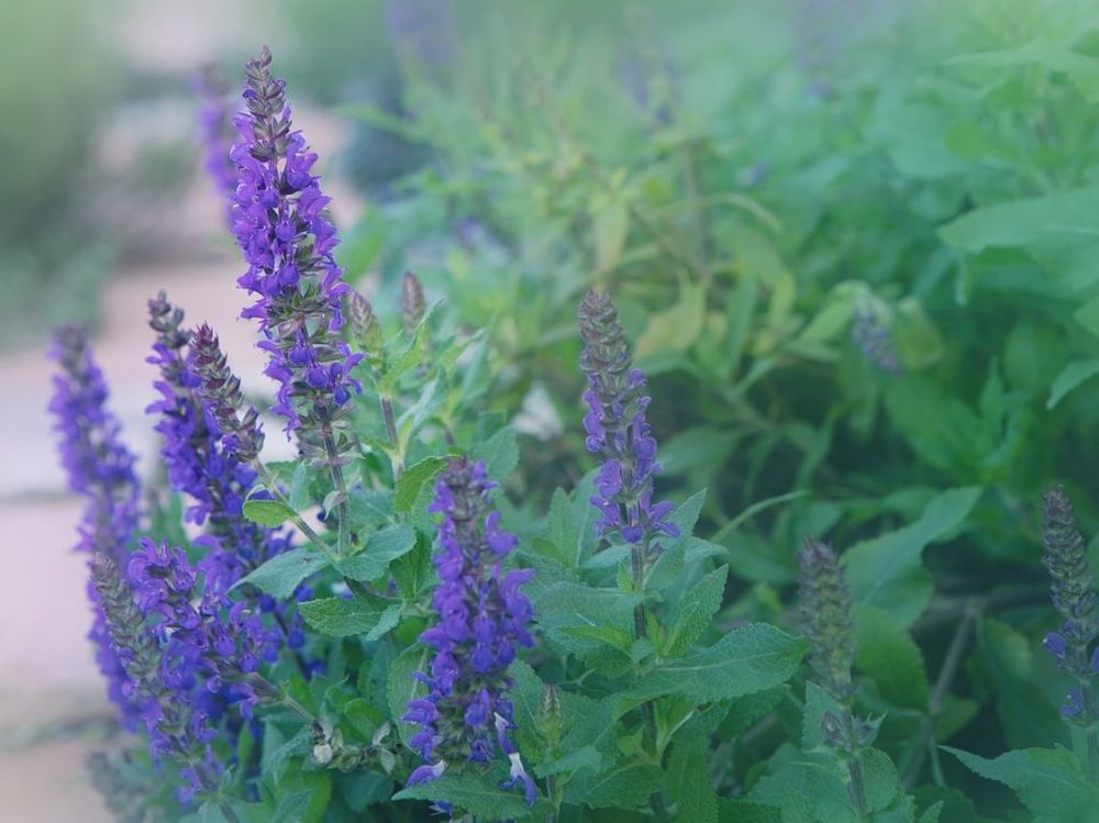 サルビア・ネモローサ　紫色の花