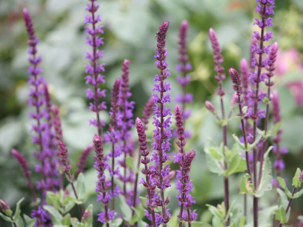 サルビア・ネモローサ　紫色の花