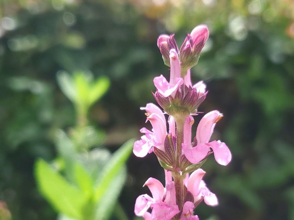 サルビア・ネモローサ　ピンク色の花