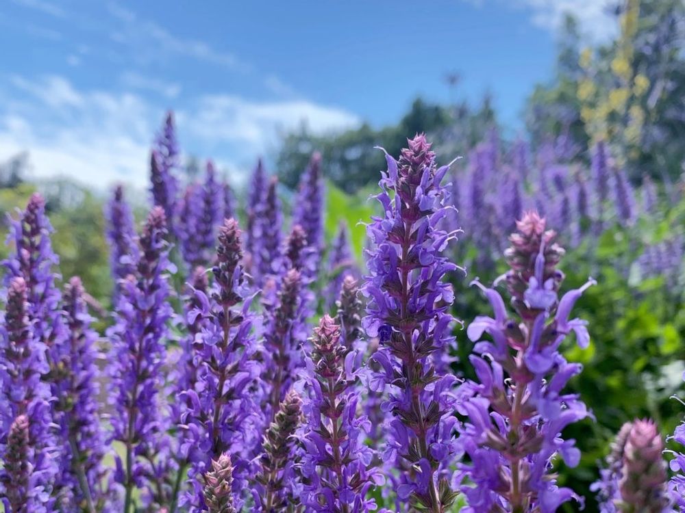 サルビア・ネモローサ　紫色の花　青空