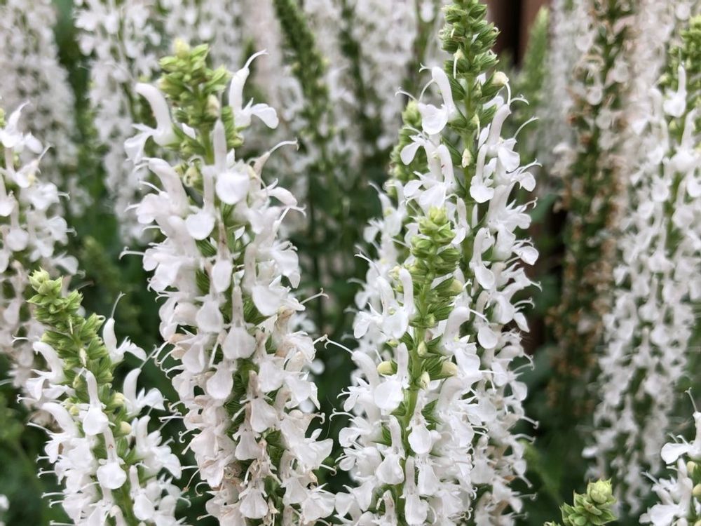 サルビア・ネモローサ　白い花