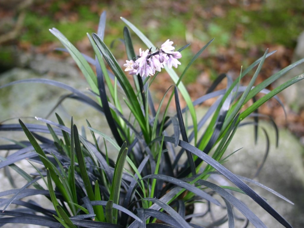 コクリュウ　黒い葉