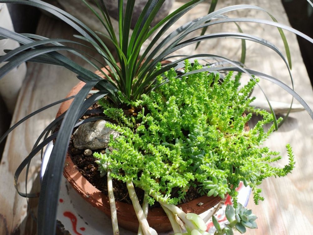 コクリュウ　寄植え　黒い葉