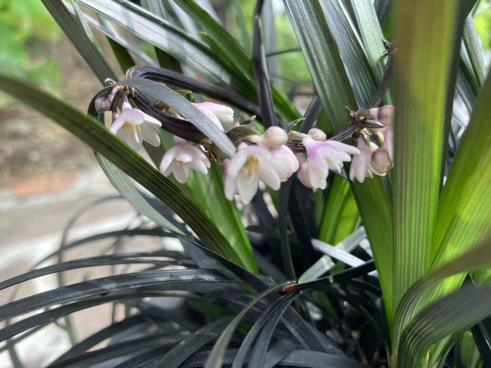 コクリュウ　黒い葉