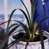 コクリュウ(黒竜)の育て方｜水やりのコツや頻度は？寄植えにピッタリ？の画像