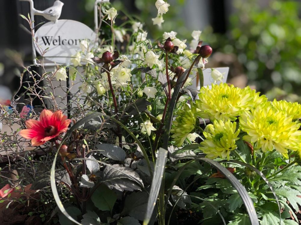 コクリュウ　黒い葉　寄植え