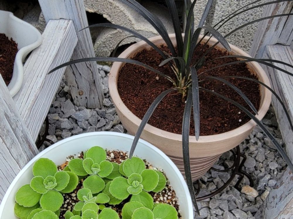 コクリュウ　鉢植え　黒い葉