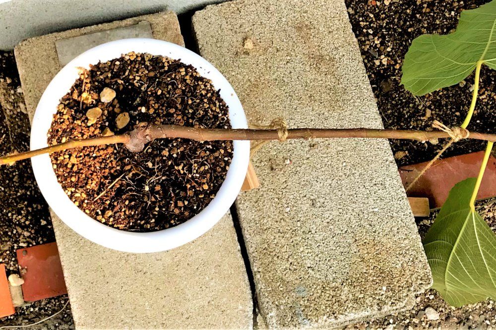 イチジク　一文字仕立て